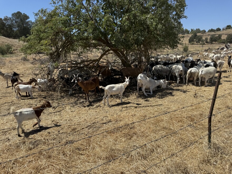 Hundreds of goats and sheep are feeding on invasive grasses found at Jensen River Ranch just north of Fresno as part of a conservation project.