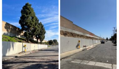 Metro Clearing Mature Trees to Widen 91 Freeway through North Long Beach