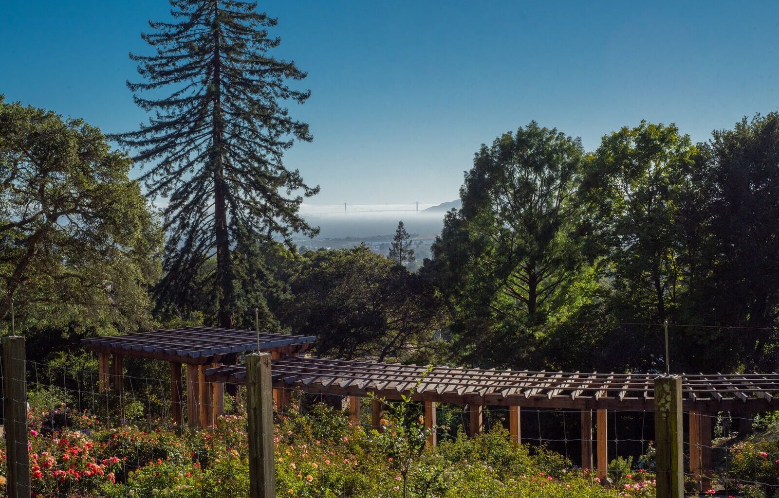 Around Berkeley: Hike to Grizzly Peak, women in tattooing, learn Irish dancing