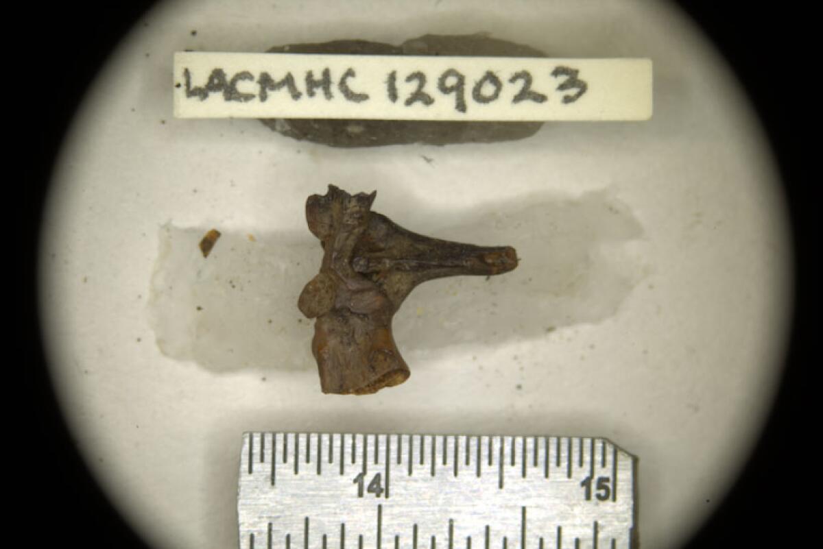 A brownish bone labeled and displayed over a ruler measuring it at about an inch across