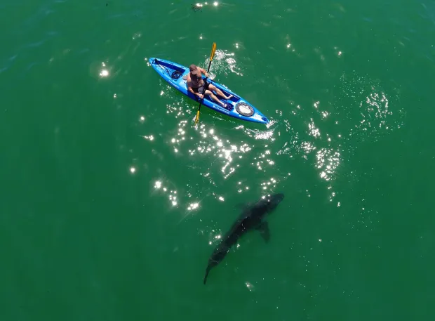 White sharks and humans have been coming into close contact in the zone north and south of the Cement Ship in Aptos the past five years. A proliferation of kayakers, boaters and paddle boarders, trying to get close enough for a glimpse in a zone that has been dubbed Shark Park. (Photo by Eric Mailander)