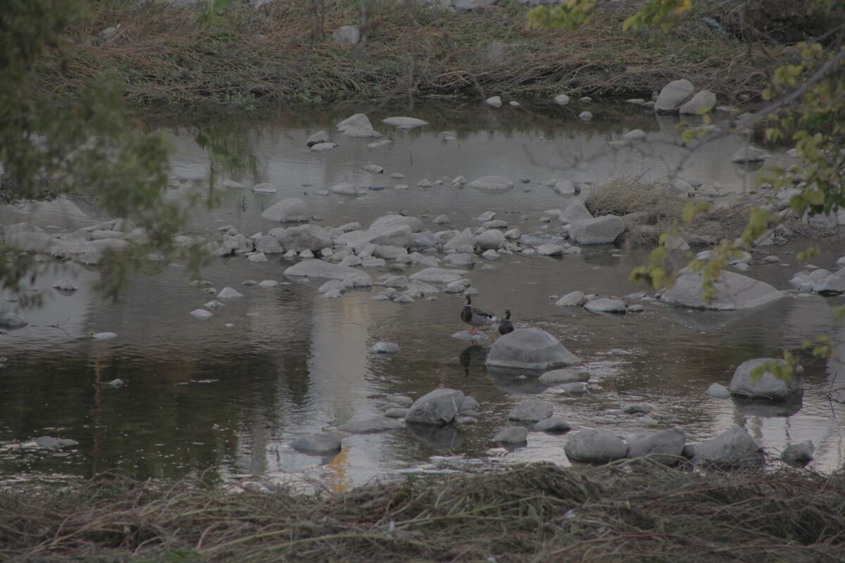 A calm river with several small boulders and river grasses with two green and brown ducks perched on rocks