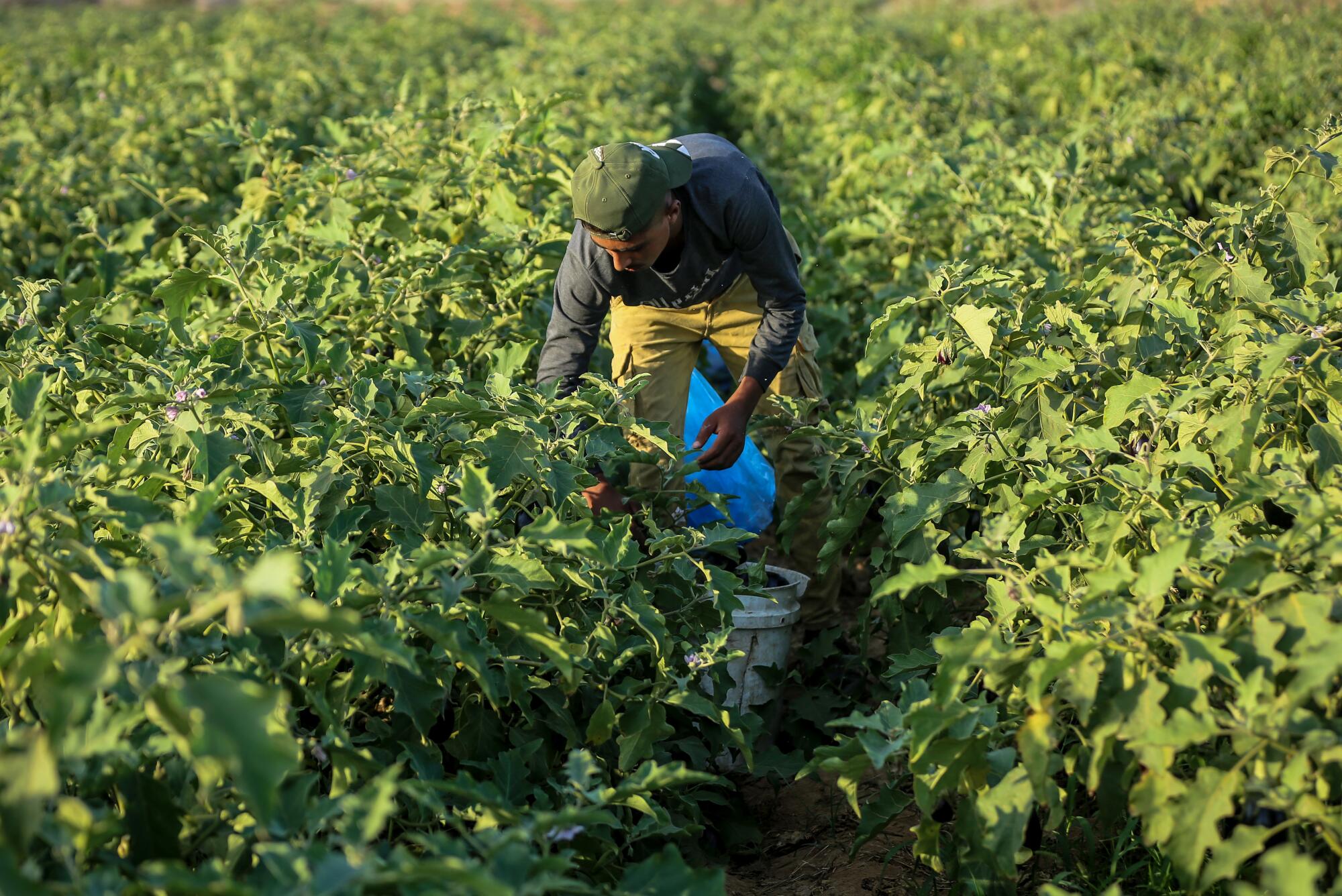 A worker at a farm harvest the last of the crops