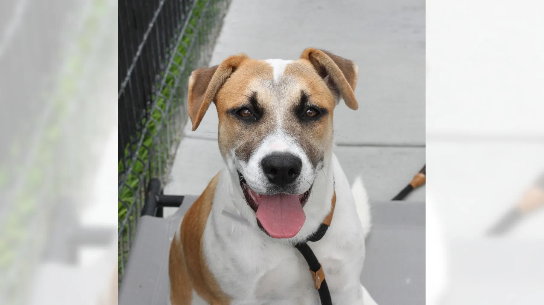 Pets of the Week: Bernie and Cynthia are ready for adoption – Press Telegram