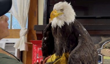 Jackie, the California bald eagle who became an internet sensation, dies after illness