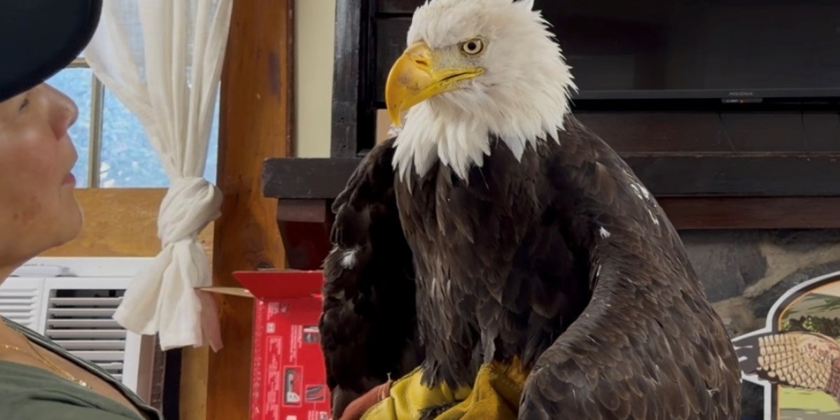 Jackie the Bald Eagle, social media star of California for a decade, leaves 'heartbroken' fans behind with her death