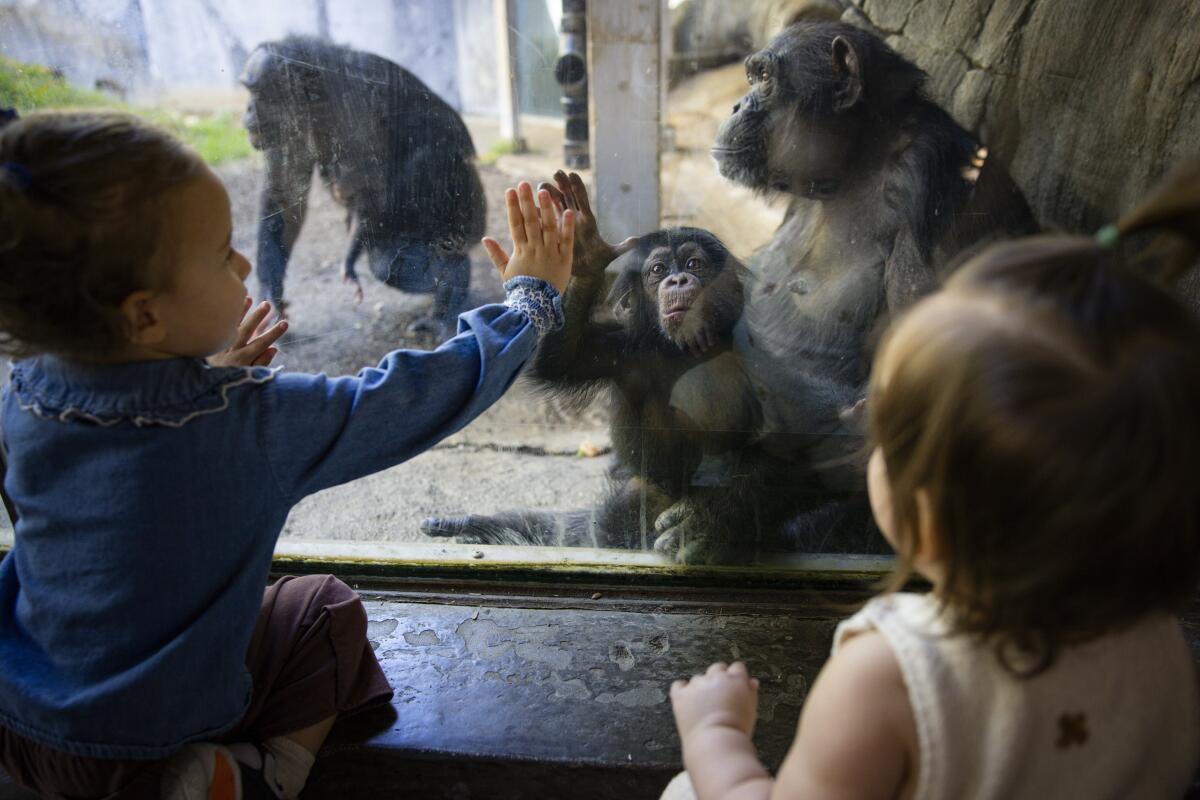 A little girl reaches her hand out to a chimpanzee and her newborn alongside another little girl, right, at the L.A. Zoo 