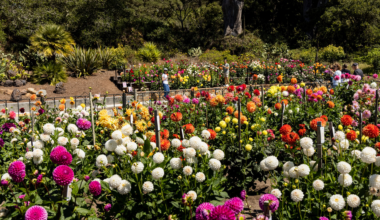 The best events in SF this week, from eclipse parties to the Dahlia Show