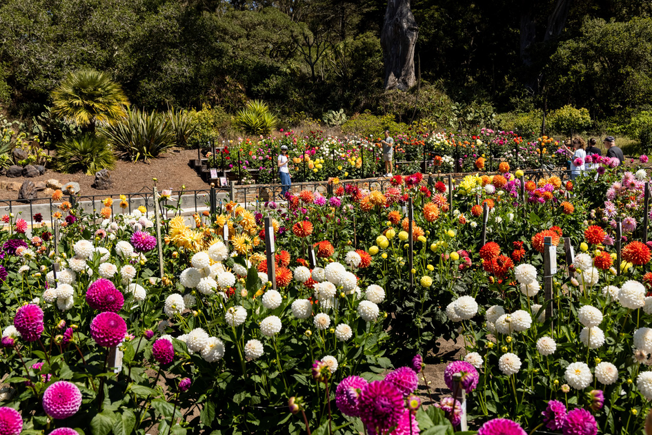 The best events in SF this week, from eclipse parties to the Dahlia Show