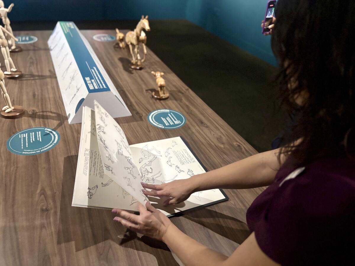 Disney exhibition manager Kelsey Williams points out sketches of animals featured in Disney animated films.