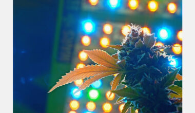 Sweet Life Canna Co. reaches 135 Mississippi dispensaries from Long Beach facility