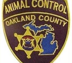 WHMI 93.5 Local News : Oakland County Animal Control Seizes 38 Horses from Milford Business