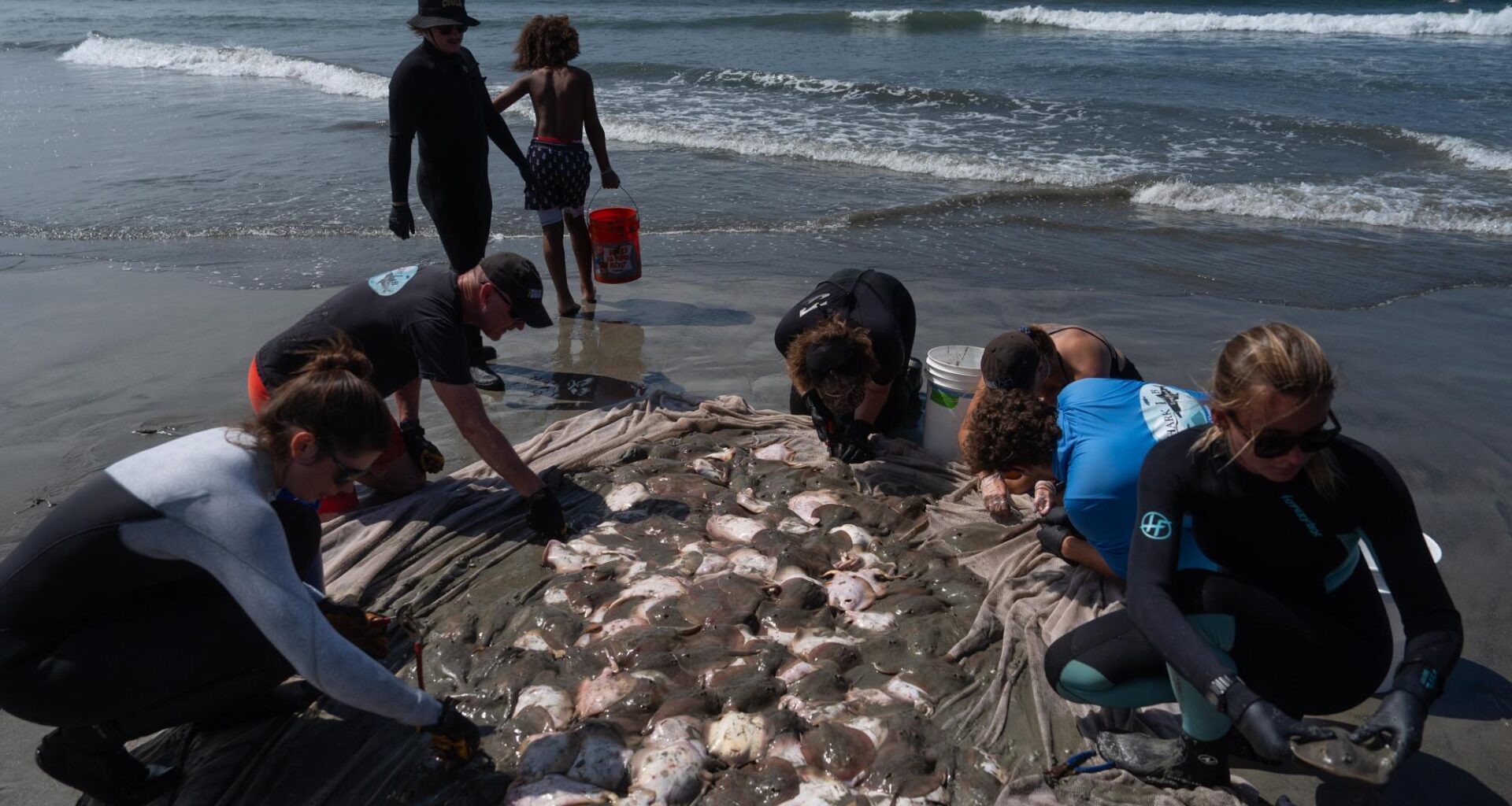 Stingray lashings up as marine heat wave off Southern California draws more to shore