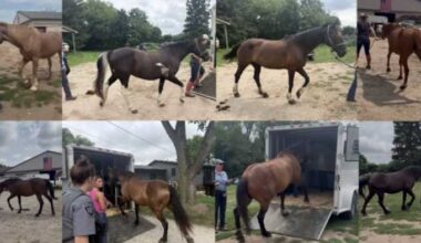 38 horses seized from Milford business, owner disputes claims