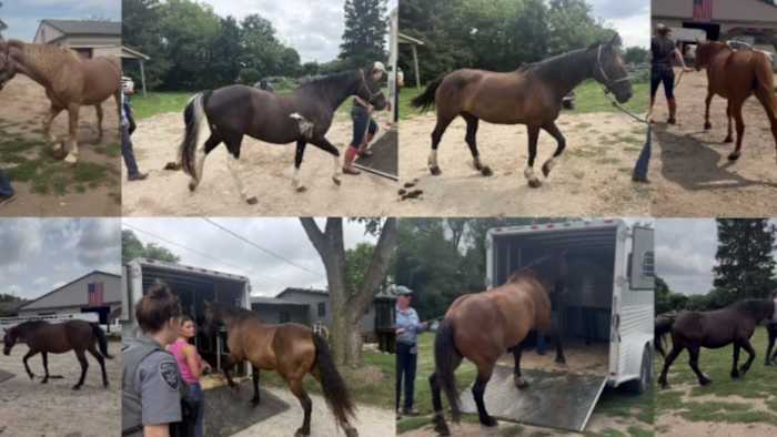 38 horses seized from Milford business, owner disputes claims