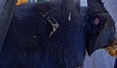Black bear breaks into Tahoe vacation cabin for snacks