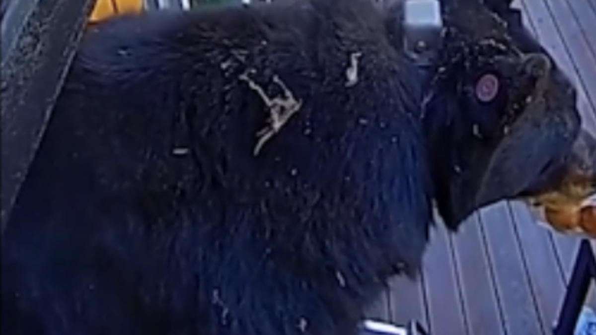 Black bear breaks into Tahoe vacation cabin for snacks