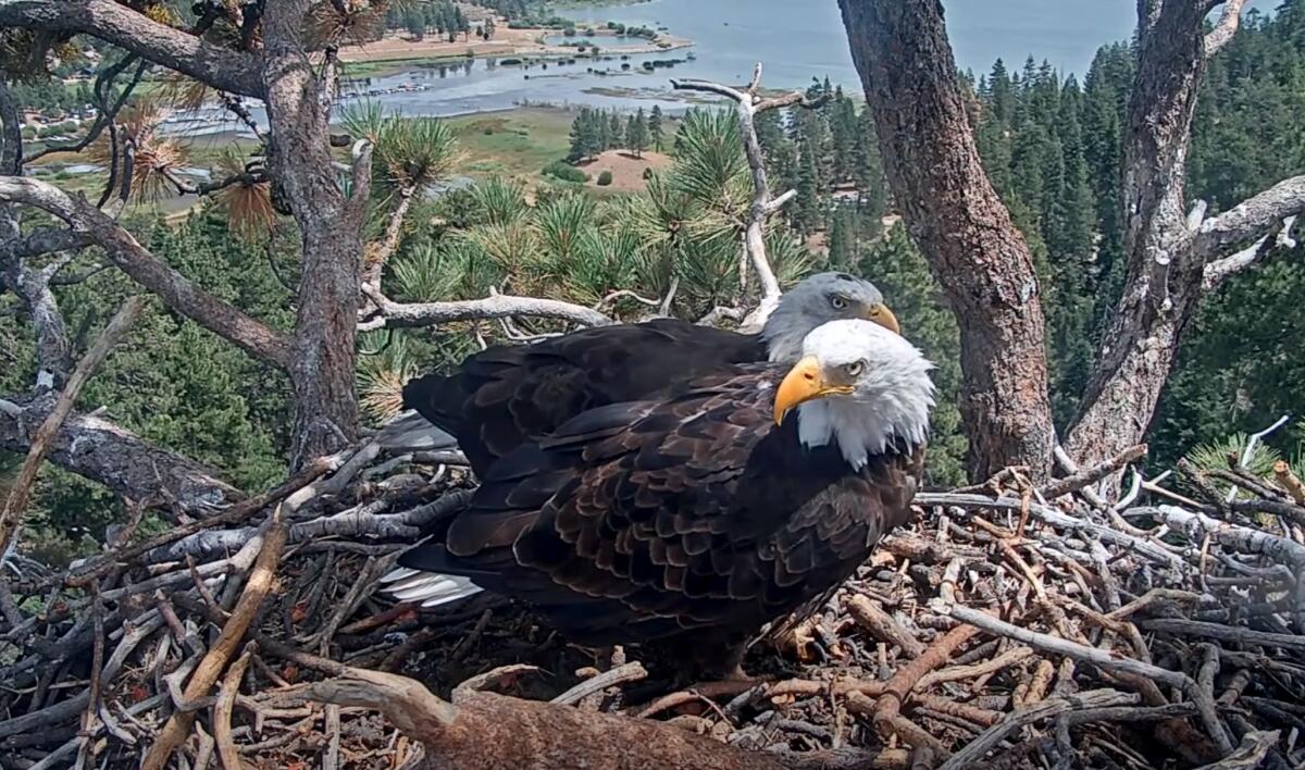 Shadow the eagle stands in front of a camera in Big Bear, California.