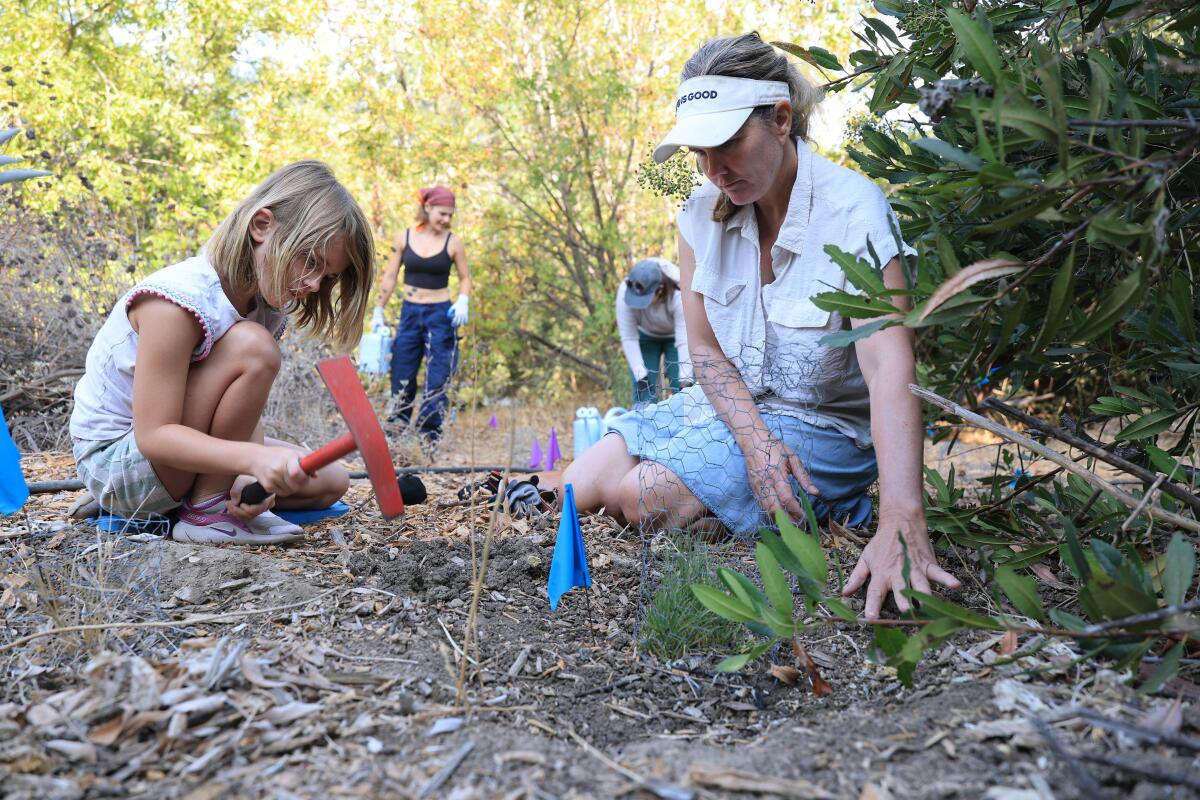 Volunteers Liz Strong and her daughter Lucia Stong, 6, of L.A. tend to native plants.