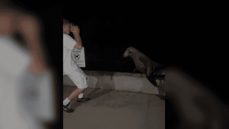 California 18-year-old pleads guilty after video shows him kicking a sea lion: prosecutors (Screenshot from video courtesy of the U.S. Attorney's Office for the Southern District of California)