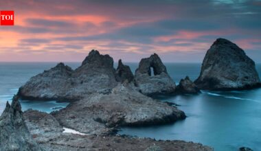 19th-century ships accidentally brought mice to islands 30 miles off San Francisco; they later reached densities of 1,270 per hectare and began reshaping the seabird ecosystem