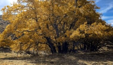 Nov. 7: Tejon Ranch Conservancy Fall Colors Tour