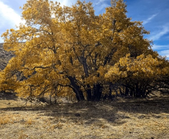 Nov. 7: Tejon Ranch Conservancy Fall Colors Tour