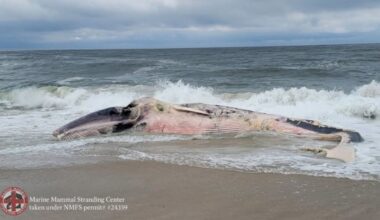 Decomposing whale carcass drifts along Long Beach Island – NBC10 Philadelphia