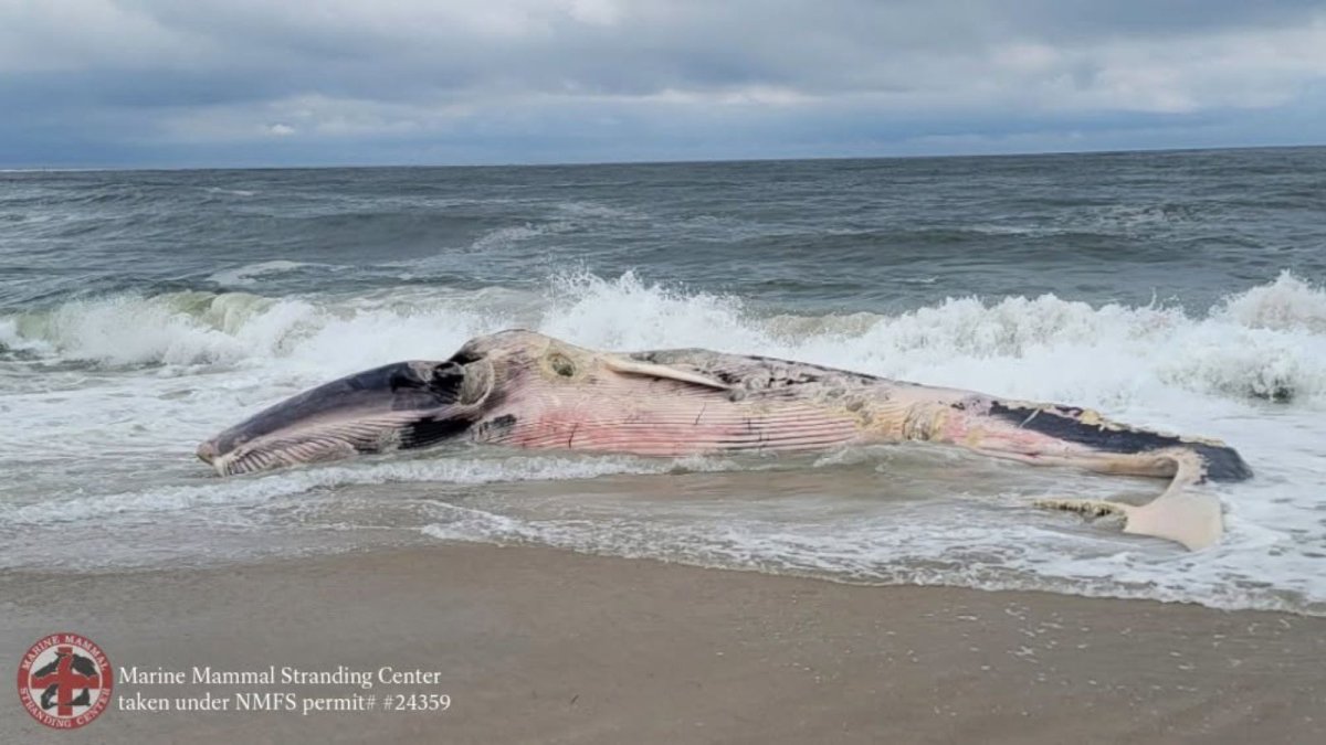 Decomposing whale carcass drifts along Long Beach Island – NBC10 Philadelphia