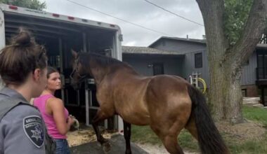 Milford horse stable owner asks judge to return 38 horses seized by Oakland County