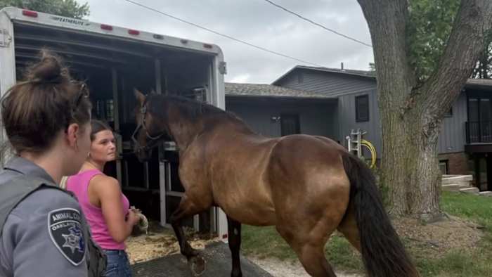 Milford horse stable owner asks judge to return 38 horses seized by Oakland County