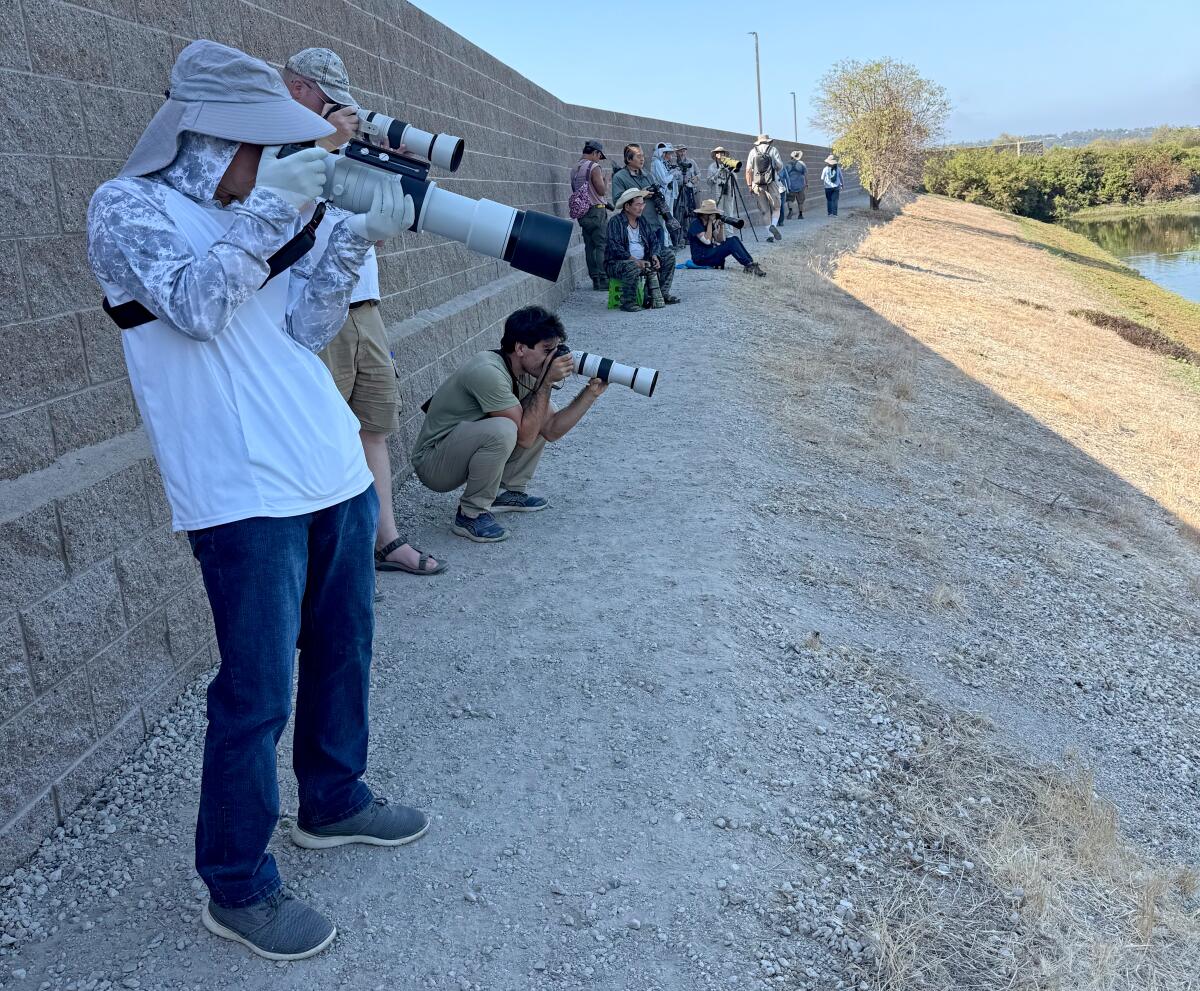 People take photos of a juvenile purple gallinule at Irvine Ranch Water District's San Joaquin Marsh wildlife sanctuary.