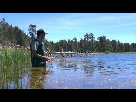 Mountain yellow-legged frog release thumbnail