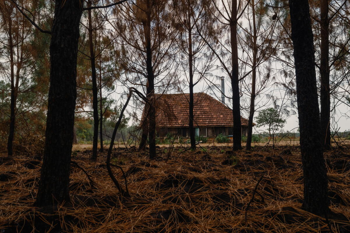 a hunting lodge stands beside pine forest burned by a wildfire
