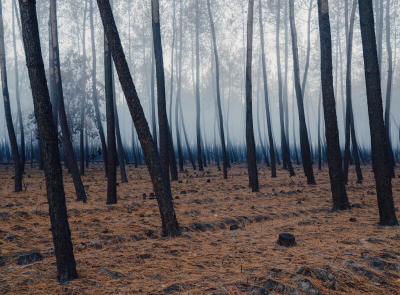 A pine forest burned in a wildfire