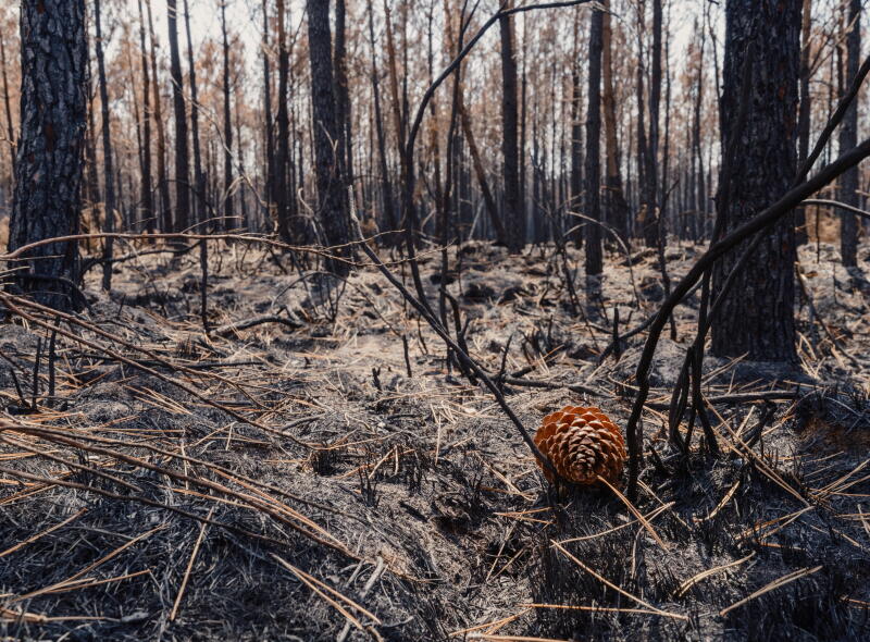 an unburned pine cone lies on the floor of a forest destroyed by fire