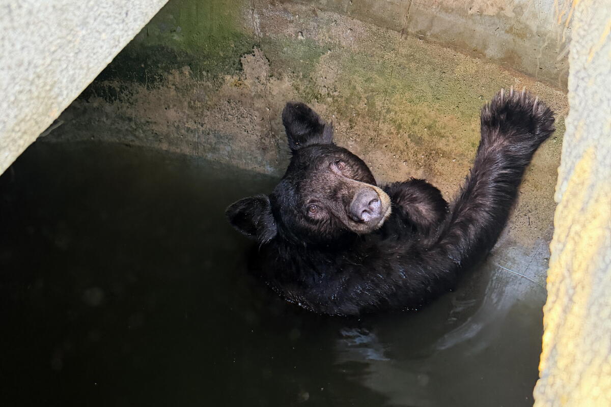 A large "Mama Bear" and her three cubs fell into the concrete cistern in Marshall Canyon County Park