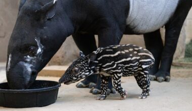 Voting open to name Malayan Tapir calf born at Fresno Chafee Zoo