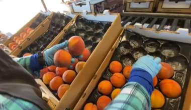 Valley heat prompts schedule changes for growers and Fresno farmers market