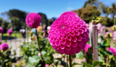 Flower enthusiasts celebrate 100th anniversary of dahlias being designated the official flower of San Francisco