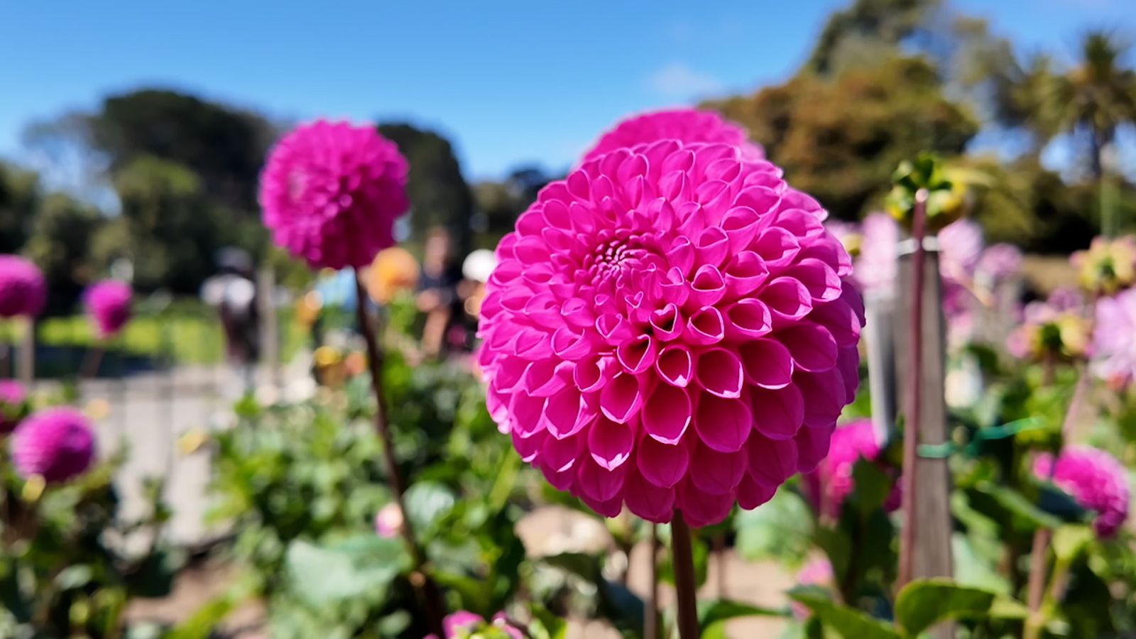 Flower enthusiasts celebrate 100th anniversary of dahlias being designated the official flower of San Francisco
