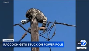 Raccoon rescued after spending two days atop power pole in Santa Ana neighborhood