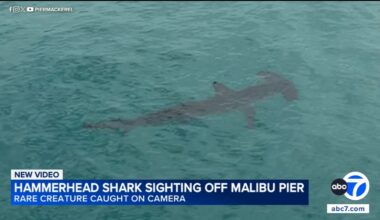 Hammerhead shark spotted off Malibu Pier, surprising local fishermen