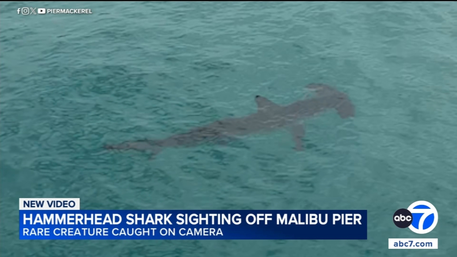 Hammerhead shark spotted off Malibu Pier, surprising local fishermen