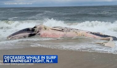 Dead whale washes ashore in Barnegat Light, New Jersey
