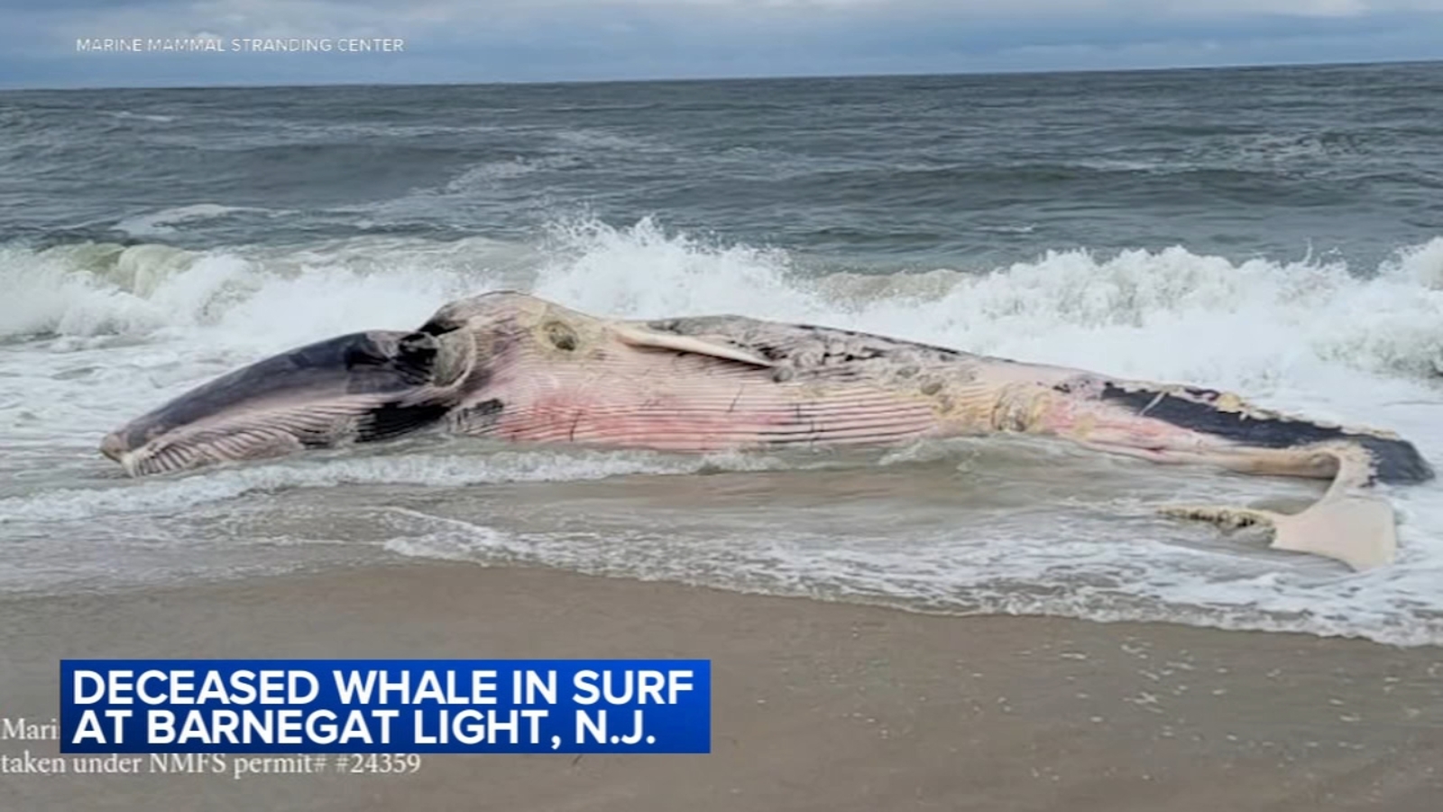Dead whale washes ashore in Barnegat Light, New Jersey