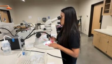 Fresno State alumna's award-winning research explores new mosquito-tracking tool