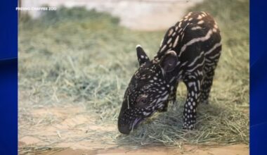 Fresno Chaffee Zoo names newly-born Malayan Tapir calf
