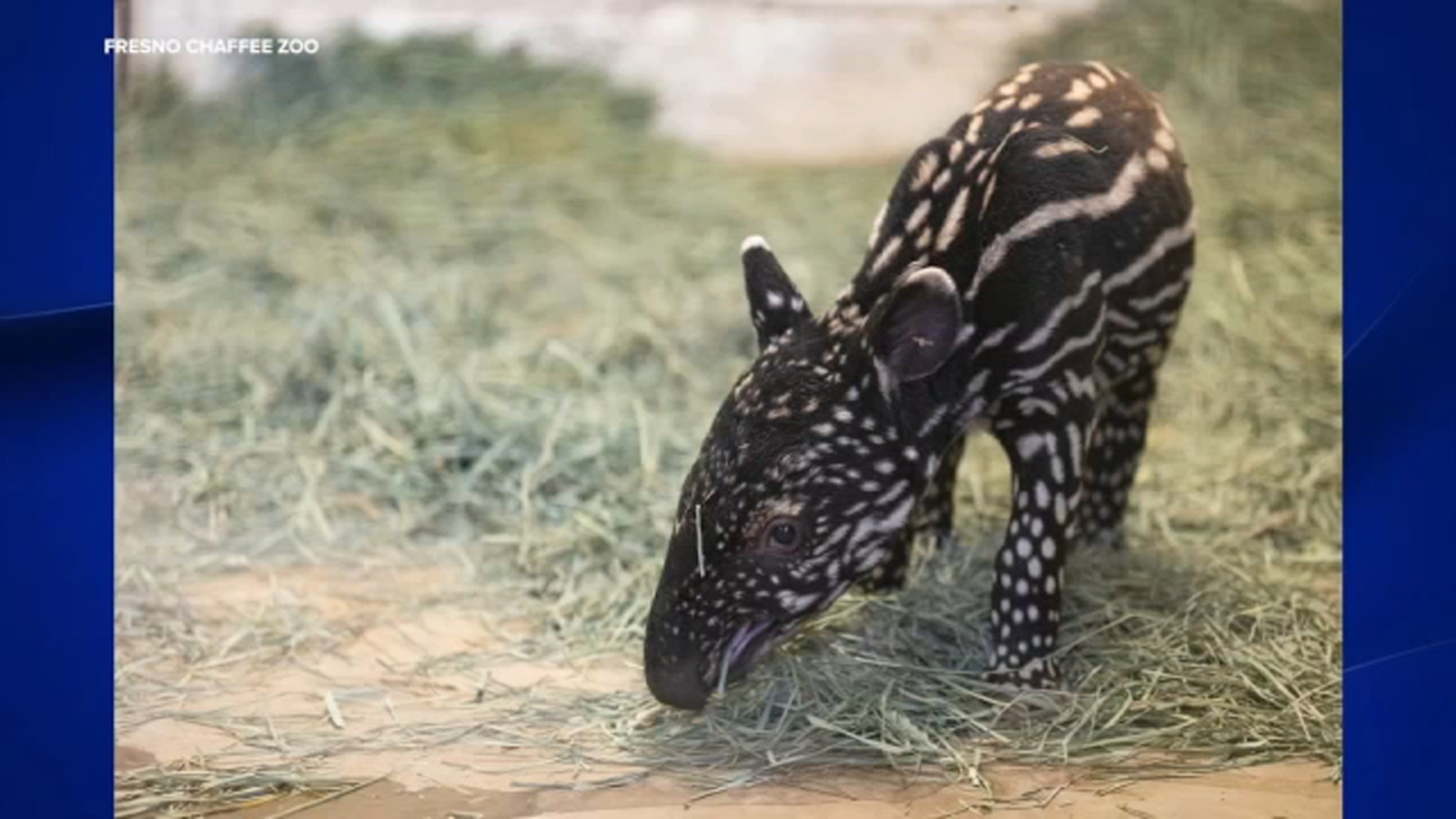 Fresno Chaffee Zoo names newly-born Malayan Tapir calf
