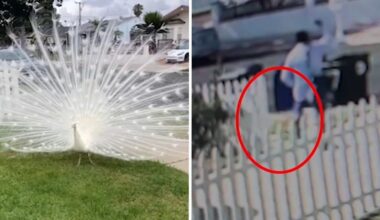 Pasadena, California neighbors outraged after mailman seen on video attacking peacock